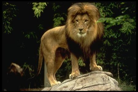 Au milieu d'une savane doré